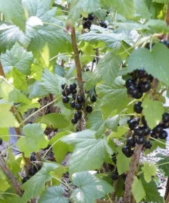 Black Currant Bush Live Plant - 2.5 inch Pot - Edible Berries, Cold Hardy - Image 1