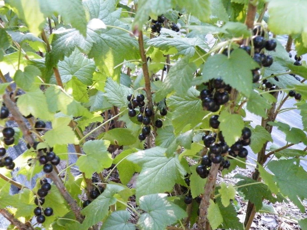Black Currant Bush Live Plant - 2.5 inch Pot - Edible Berries, Cold Hardy - Image 1