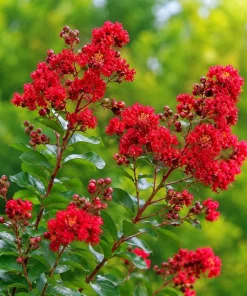 Black Diamond Red Crape Myrtle Live Plant – 1 Gallon Pot – Outdoor Shrub - Image 5