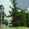 Black Dragon Japanese Cedar Live Plant - Cryptomeria Japonica - 6-12 inch Quart Pot - Image 1