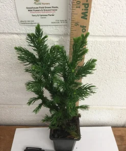 Black Dragon Japanese Cedar Live Plant - Cryptomeria Japonica - 6-12 inch Quart Pot - Image 2