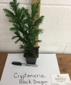 Black Dragon Japanese Cedar Live Plant - Cryptomeria Japonica - 6-12 inch Quart Pot - Image 5