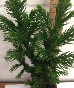 Black Dragon Japanese Cedar Live Plant - Cryptomeria Japonica - 6-12 inch Quart Pot - Image 6