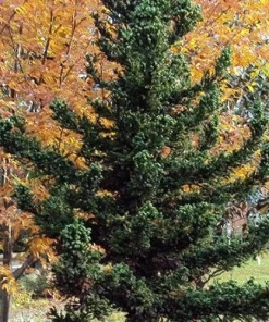 Black Dragon Japanese Cedar Live Plant - Cryptomeria Japonica - 6-12 inch Quart Pot - Image 7