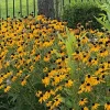 Black Eyed Susan Flower Seeds – Non-GMO Heirloom – 1 Ounce Pack – Full Sun Perennial - Image 1