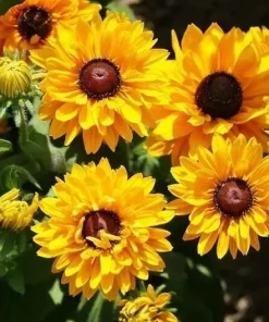 Black Eyed Susan 'Goldilocks' Seeds - 100+ Count - Double Blooms, Rudbeckia - Image 1
