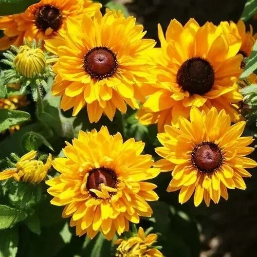 Black Eyed Susan 'Goldilocks' Seeds - 100+ Count - Double Blooms, Rudbeckia - Image 1