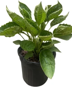 Black-Eyed Susan Goldsturm Rudbeckia Live Plant - 1 Gallon Pot - Outdoor - Image 2