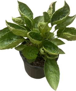 Black-Eyed Susan Goldsturm Rudbeckia Live Plant - 1 Gallon Pot - Outdoor - Image 3