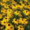 Black-Eyed Susan Goldsturm Rudbeckia Live Plant - 1 Gallon Pot - Outdoor - Image 1