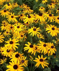 Black-Eyed Susan Goldsturm Rudbeckia Live Plant - 1 Gallon Pot - Outdoor - Image 1