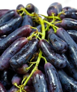 Black Finger Grape Vine Seeds - Vitis Vinifera Fruit - 5 Count - Image 2