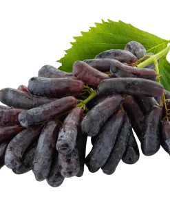 Black Finger Grape Vine Seeds - Vitis Vinifera Fruit - 5 Count - Image 3