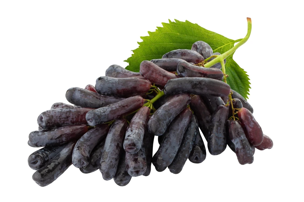 Black Finger Grape Vine Seeds - Vitis Vinifera Fruit - 5 Count - Image 3