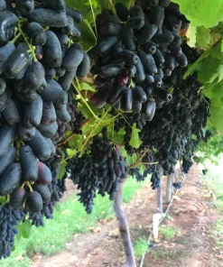 Black Finger Grape Vine Seeds - Vitis Vinifera Fruit - 5 Count - Image 4