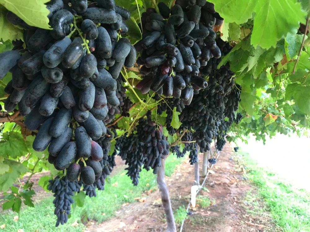 Black Finger Grape Vine Seeds - Vitis Vinifera Fruit - 5 Count - Image 4