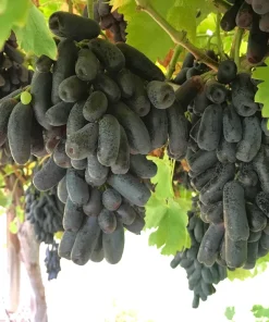 Black Finger Grape Vine Seeds - Vitis Vinifera Fruit - 5 Count - Image 5