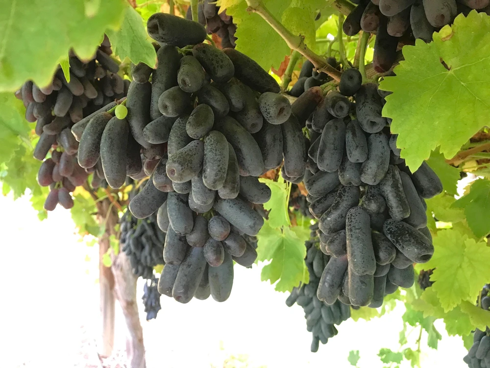 Black Finger Grape Vine Seeds - Vitis Vinifera Fruit - 5 Count - Image 5