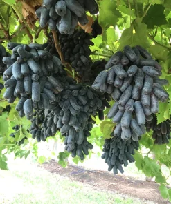 Black Finger Grape Vine Seeds - Vitis Vinifera Fruit - 5 Count - Image 6