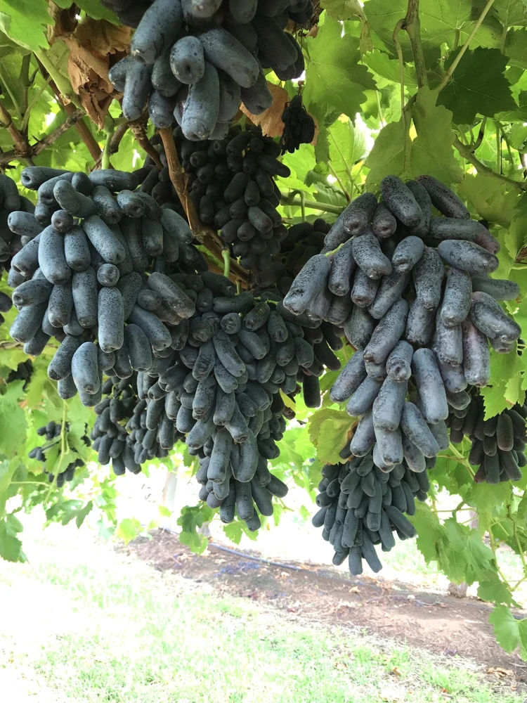Black Finger Grape Vine Seeds - Vitis Vinifera Fruit - 5 Count - Image 6