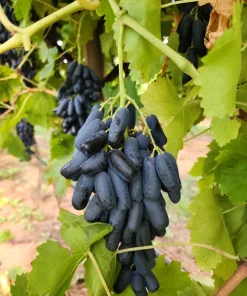 Black Finger Grape Vine Seeds - Vitis Vinifera Fruit - 5 Count - Image 7