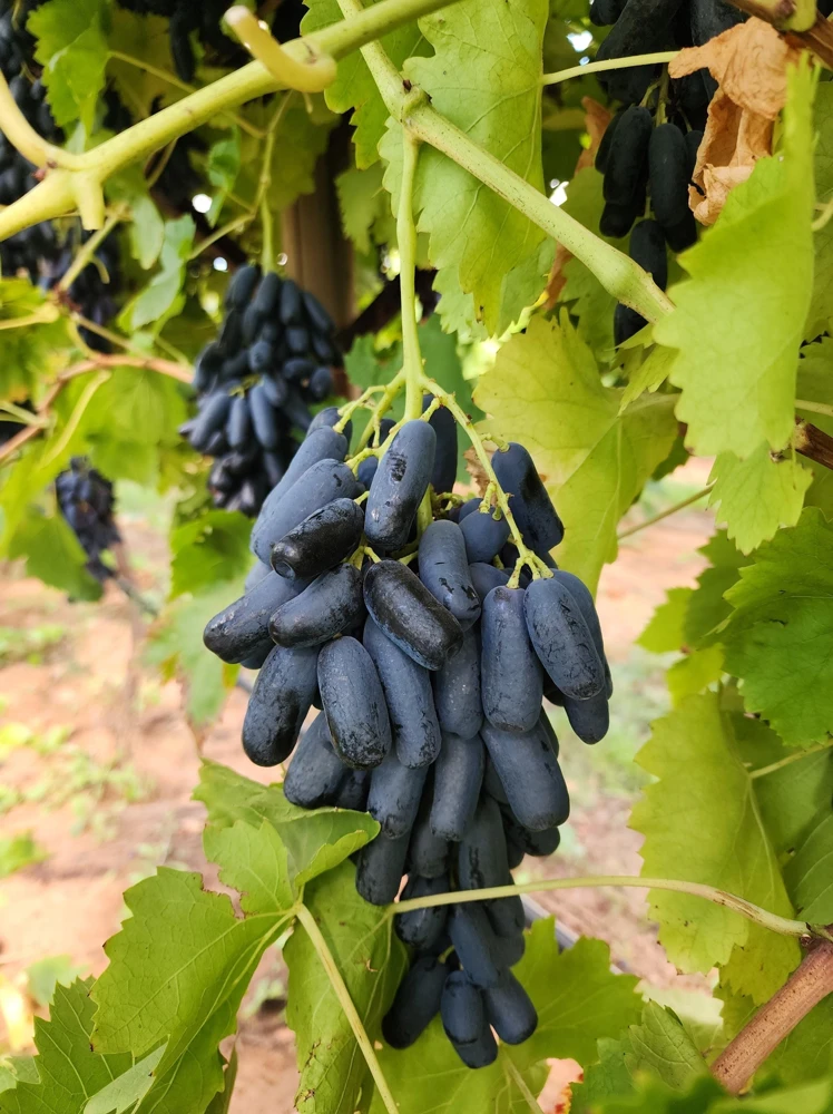Black Finger Grape Vine Seeds - Vitis Vinifera Fruit - 5 Count - Image 7