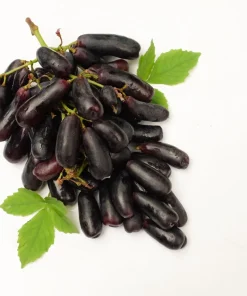 Black Finger Grape Vine Seeds - Vitis Vinifera Fruit - 5 Count - Image 8