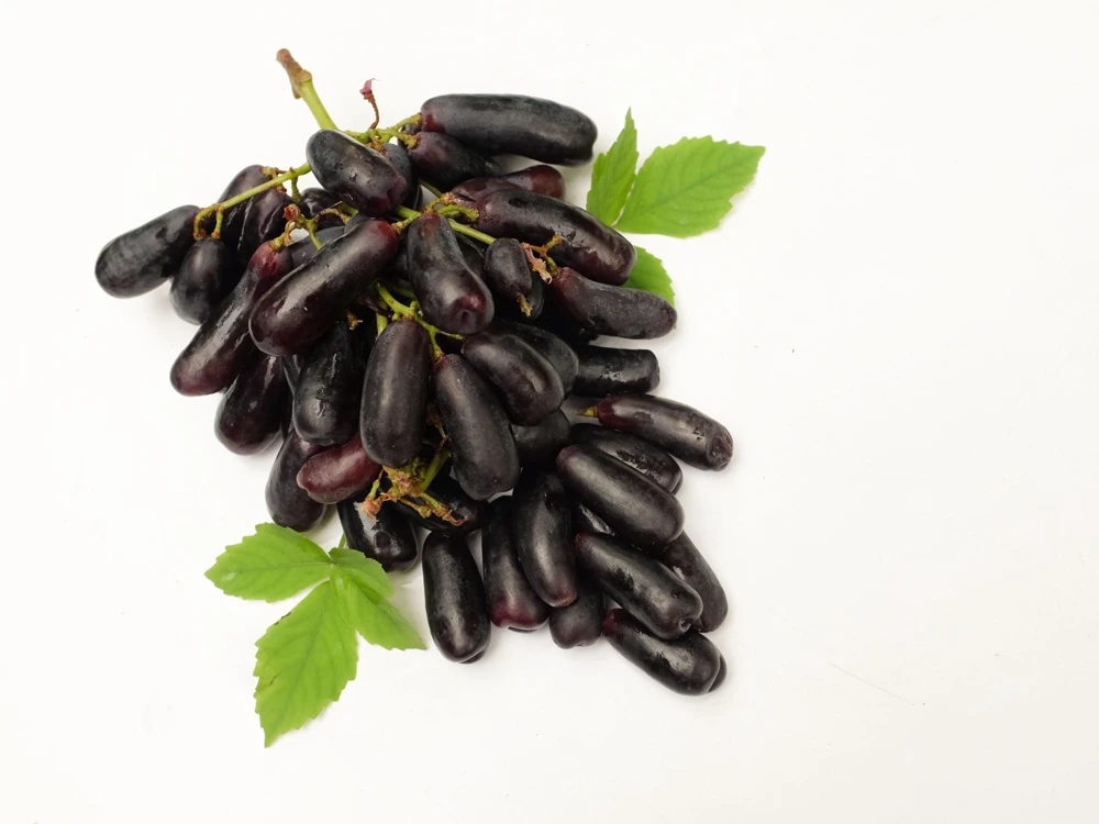 Black Finger Grape Vine Seeds - Vitis Vinifera Fruit - 5 Count - Image 8