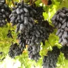 Black Finger Grape Vine Seeds - Vitis Vinifera Fruit - 5 Count - Image 1