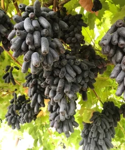 Black Finger Grape Vine Seeds - Vitis Vinifera Fruit - 5 Count - Image 1