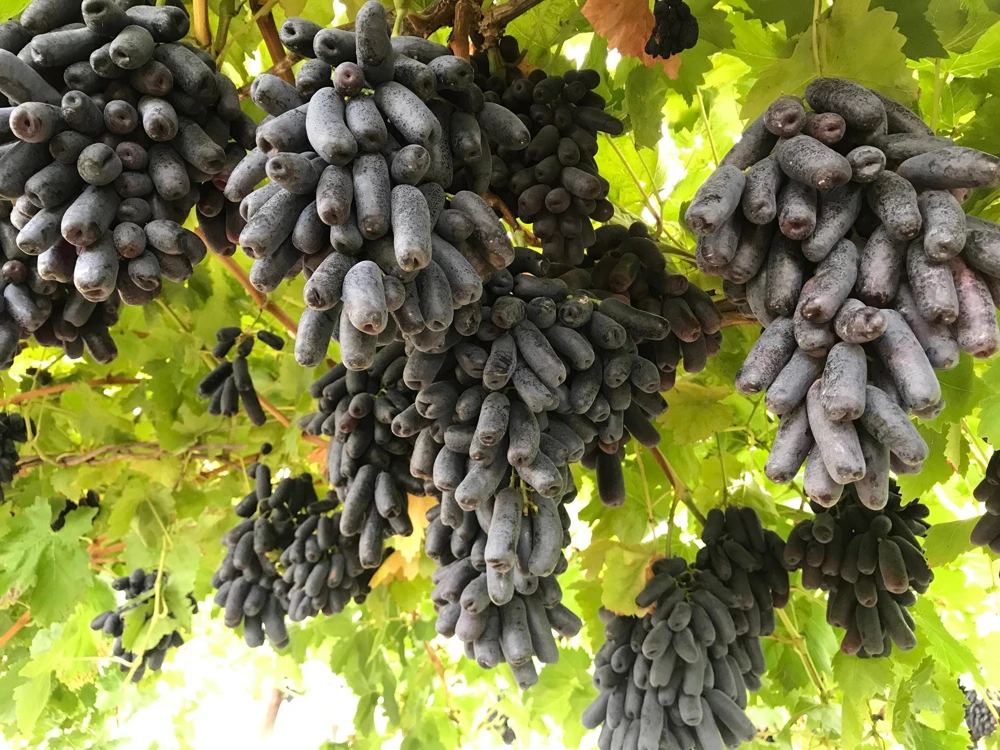 Black Finger Grape Vine Seeds - Vitis Vinifera Fruit - 5 Count - Image 1