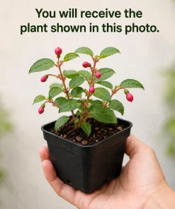 Black Fuchsia Live Plant – 4-6 inch Tall, 5 Inch Pot – Dramatic Dark Blooms - Image 2
