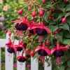 Black Fuchsia Live Plant – 4-6 inch Tall, 5 Inch Pot – Dramatic Dark Blooms - Image 1