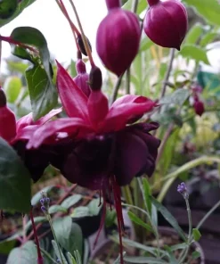 Black Fuchsia Live Plant – 5