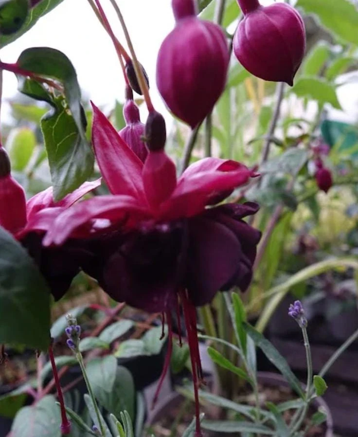 Black Fuchsia Live Plant – 5" Pot – 10-14" Tall Shrub – Red & Purple Blooms - Image 10