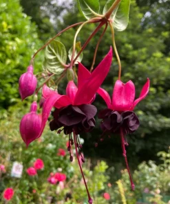 Black Fuchsia Live Plant – 5