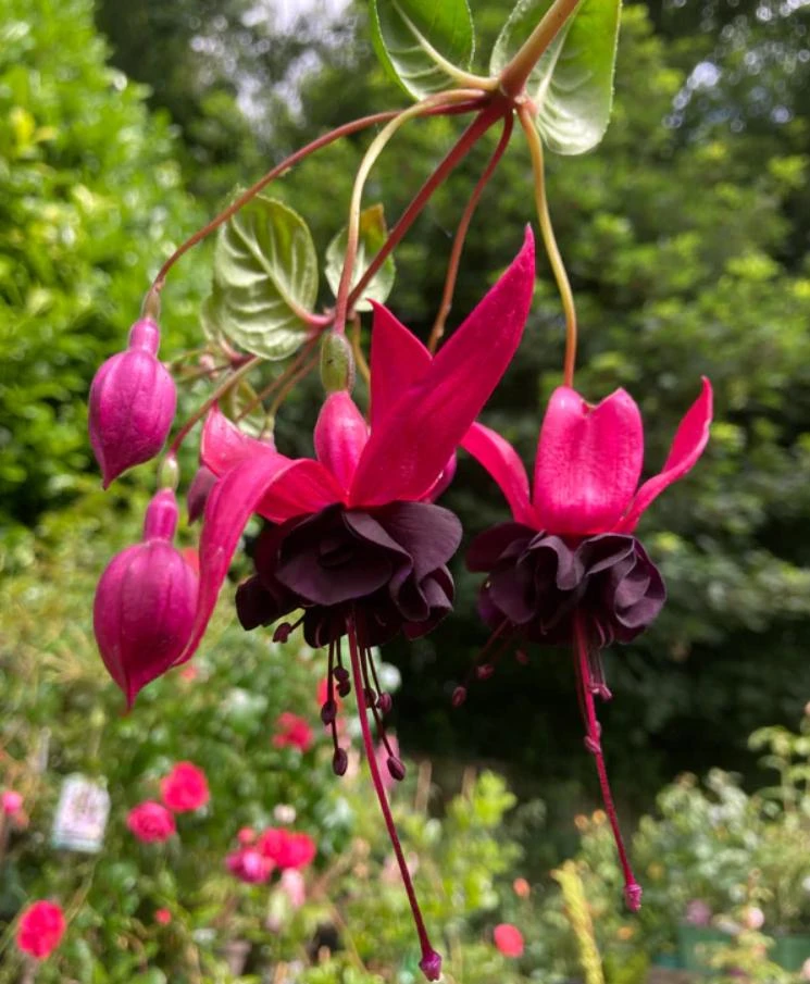 Black Fuchsia Live Plant – 5" Pot – 10-14" Tall Shrub – Red & Purple Blooms - Image 2
