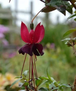 Black Fuchsia Live Plant – 5