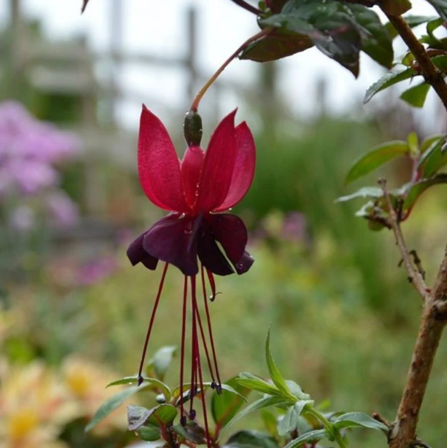 Black Fuchsia Live Plant – 5" Pot – 10-14" Tall Shrub – Red & Purple Blooms - Image 3