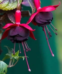 Black Fuchsia Live Plant – 5