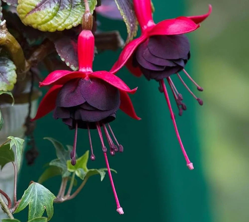 Black Fuchsia Live Plant – 5" Pot – 10-14" Tall Shrub – Red & Purple Blooms - Image 4