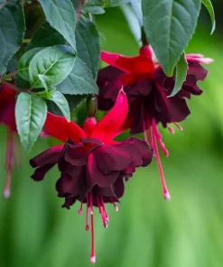Black Fuchsia Live Plant – 5