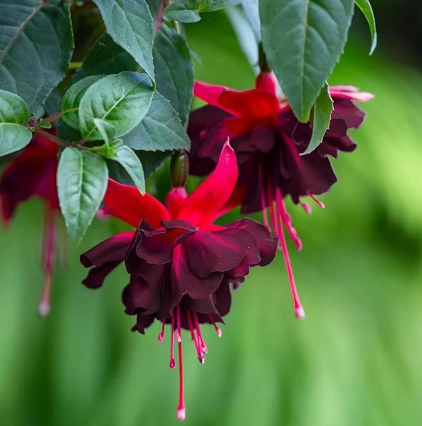 Black Fuchsia Live Plant – 5" Pot – 10-14" Tall Shrub – Red & Purple Blooms - Image 5