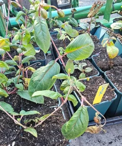 Black Fuchsia Live Plant – 5