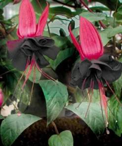 Black Fuchsia Live Plant – 5