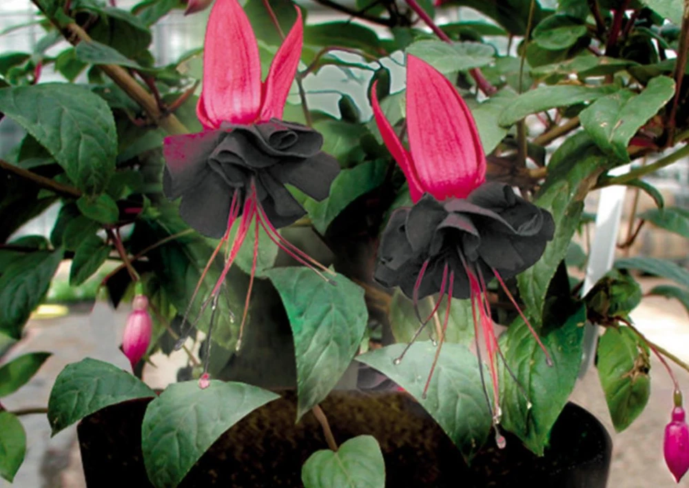 Black Fuchsia Live Plant – 5" Pot – 10-14" Tall Shrub – Red & Purple Blooms - Image 7