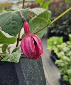 Black Fuchsia Live Plant – 5