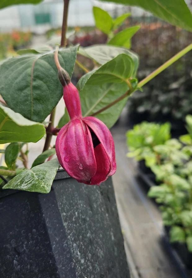 Black Fuchsia Live Plant – 5" Pot – 10-14" Tall Shrub – Red & Purple Blooms - Image 8