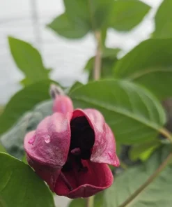 Black Fuchsia Live Plant – 5
