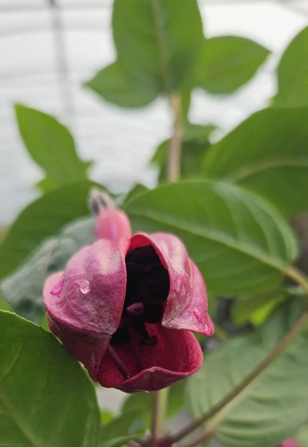 Black Fuchsia Live Plant – 5" Pot – 10-14" Tall Shrub – Red & Purple Blooms - Image 9